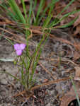 Grassleaf roseling